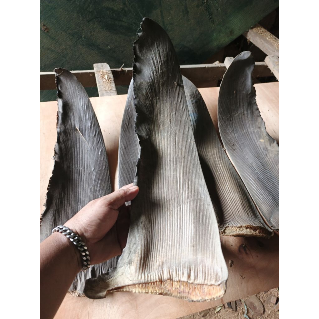 

Hisit/sirip ikan Hiu 300 gram panjang 50cm