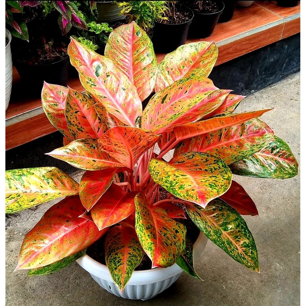 Tanaman Hias aglonema Big Roy - Bunga hias aglonema Big Roy