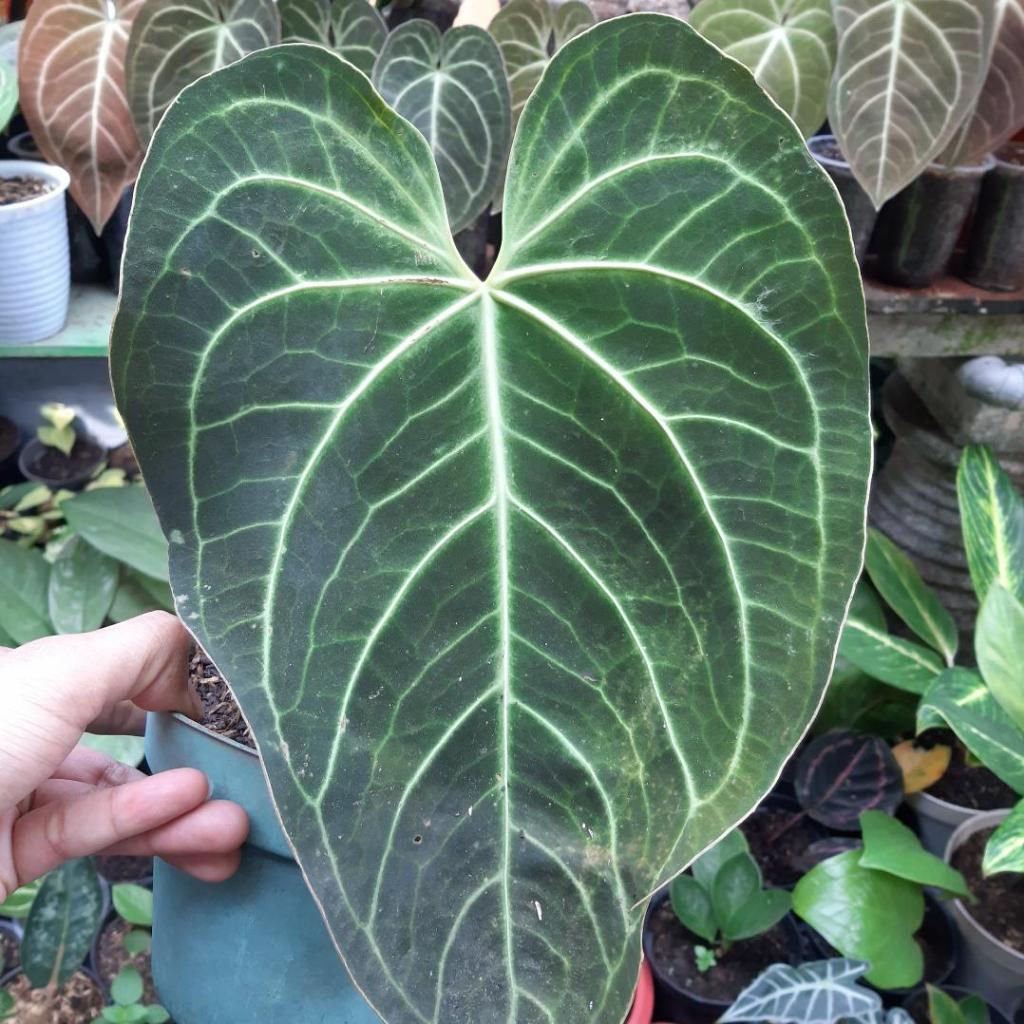Anthurium Magnificum Norte Besar