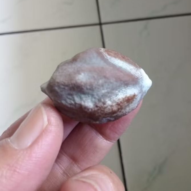 Kemiri Adu Muncang Adu Jawa Si Carok Ori Tua Jatuhan