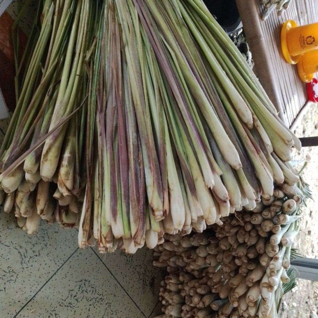 

Sereh Lokal Pilihan Fresh 1KG