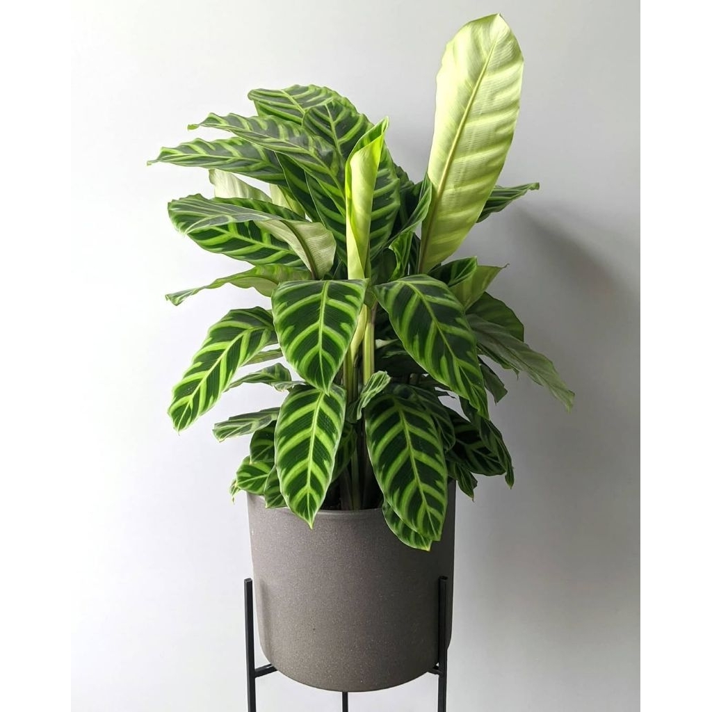 Tanaman hias calathea zebrina - tanaman calathea zebrina - tanaman indoor calathea zebrina