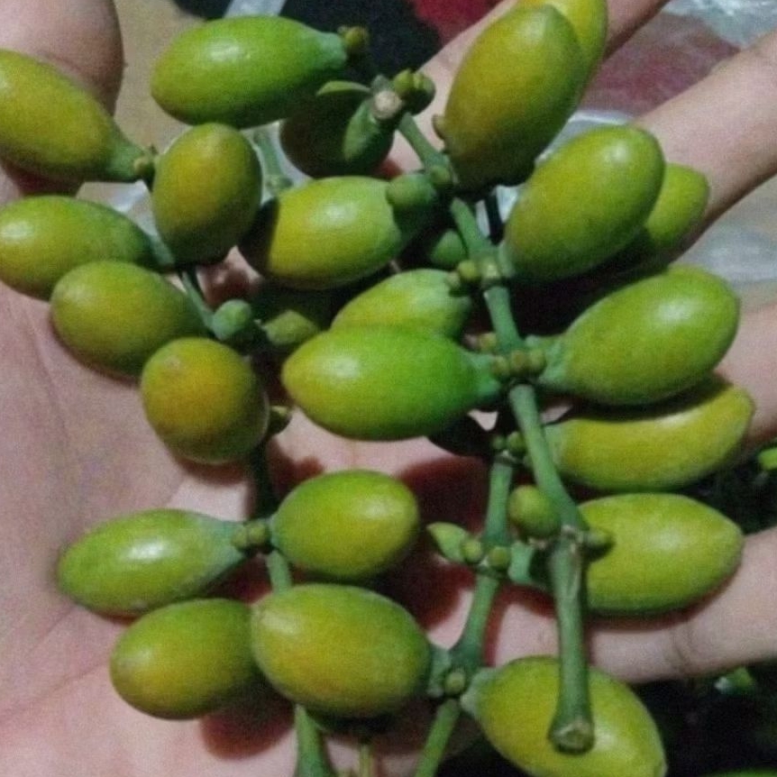 

BIJI MELINJO MENTAH UTUH BUAH MELINJO KUNING BUAH MELINJO HIJAU SAYURAN MELINJO MLINJO MALINJO BUAH MALINJO SEGAR BUAH MELINJO MENRAH TANGKIL