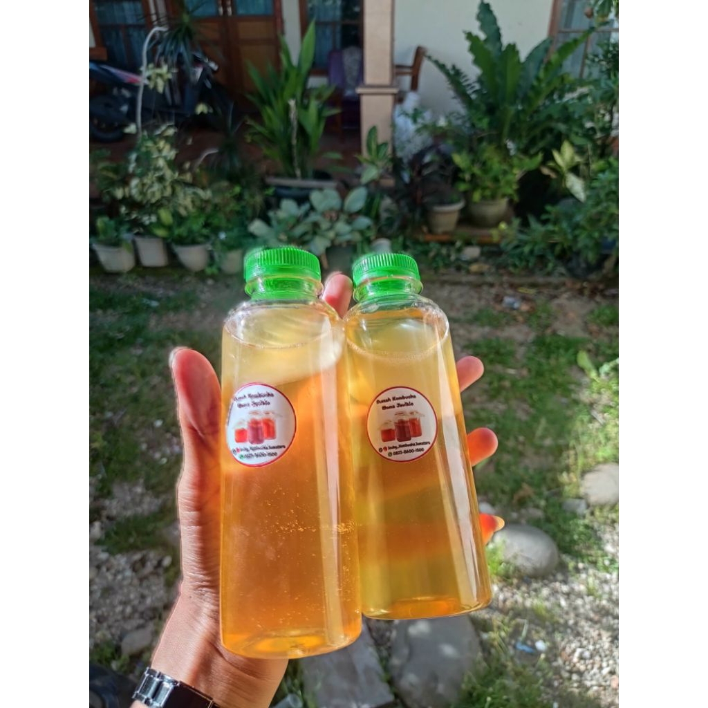 

beli 1 free 1 Bibit kombucha / kombucha scoby untuk pemula