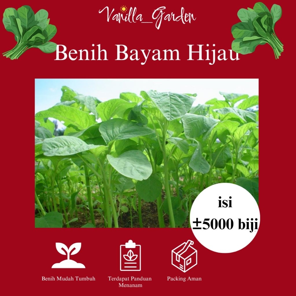 Benih Bayam Hijau Murah 5000 biji