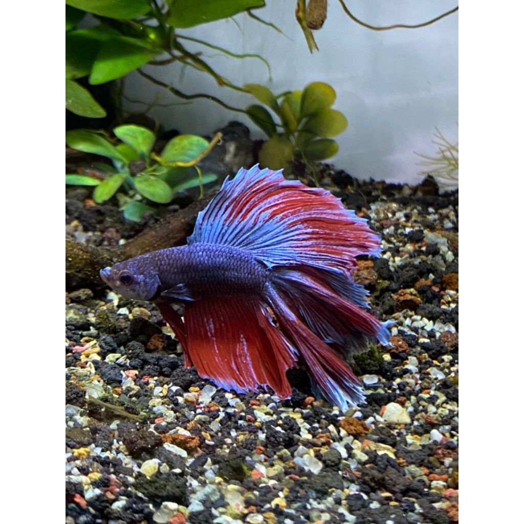 

STIKER IKAN CUPANG CANTIK SESUAI HARGA