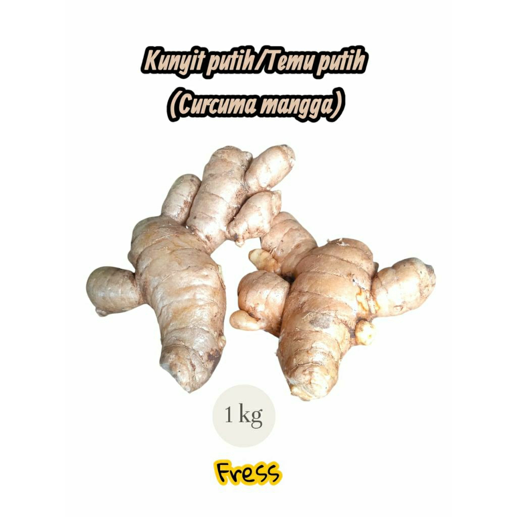 

kunyit putih/ temu mangga/ koneng gede 1 kg fres, kering untuk herbal dan pengobatan tradisional