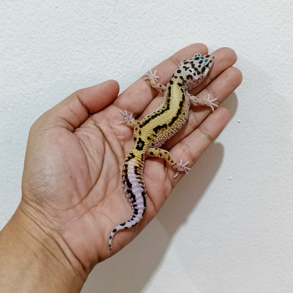 Gecko BoldStripe Betina Juve Cakep