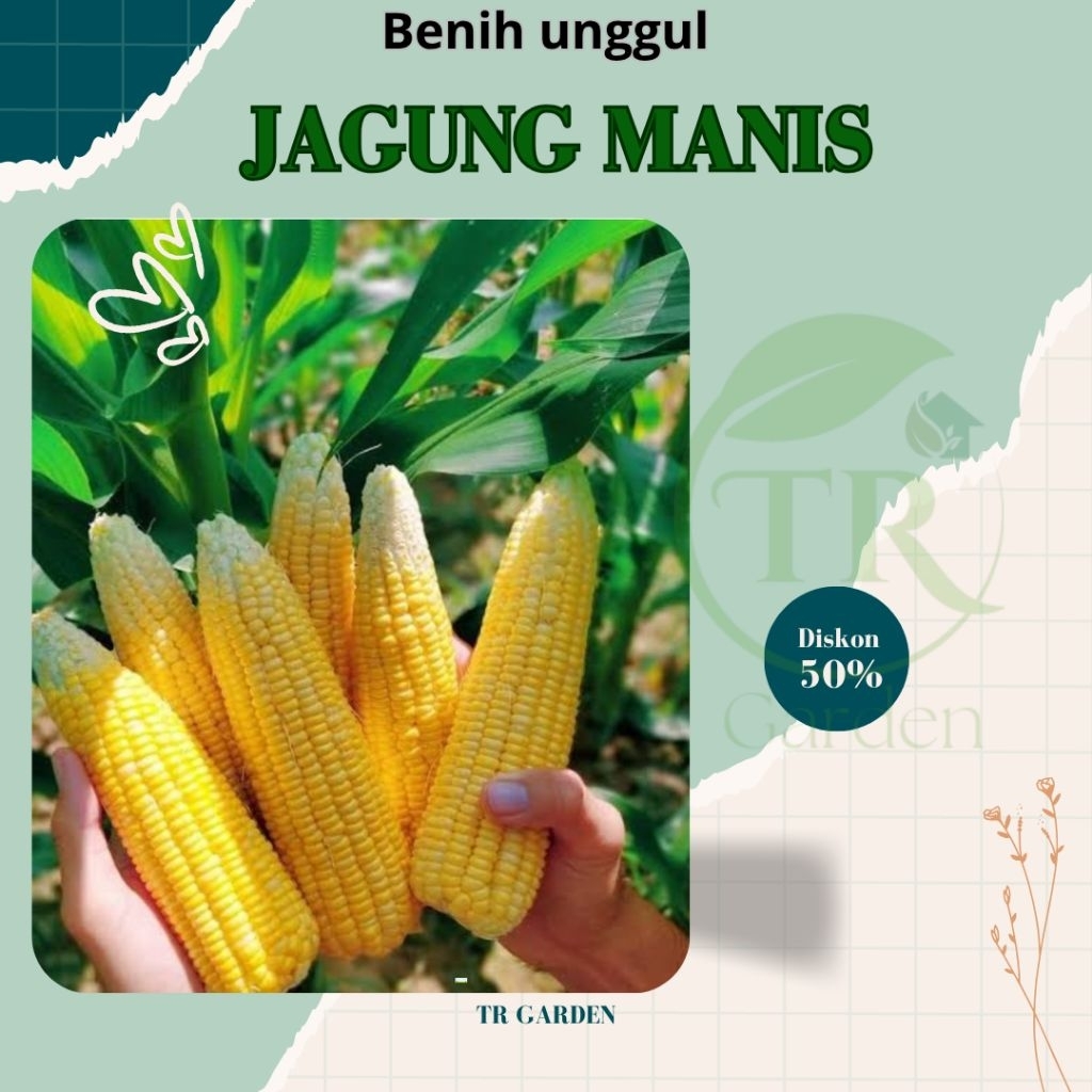 biji benih JAGUNG MANIS | JAGUNG SAYUR | MURAH