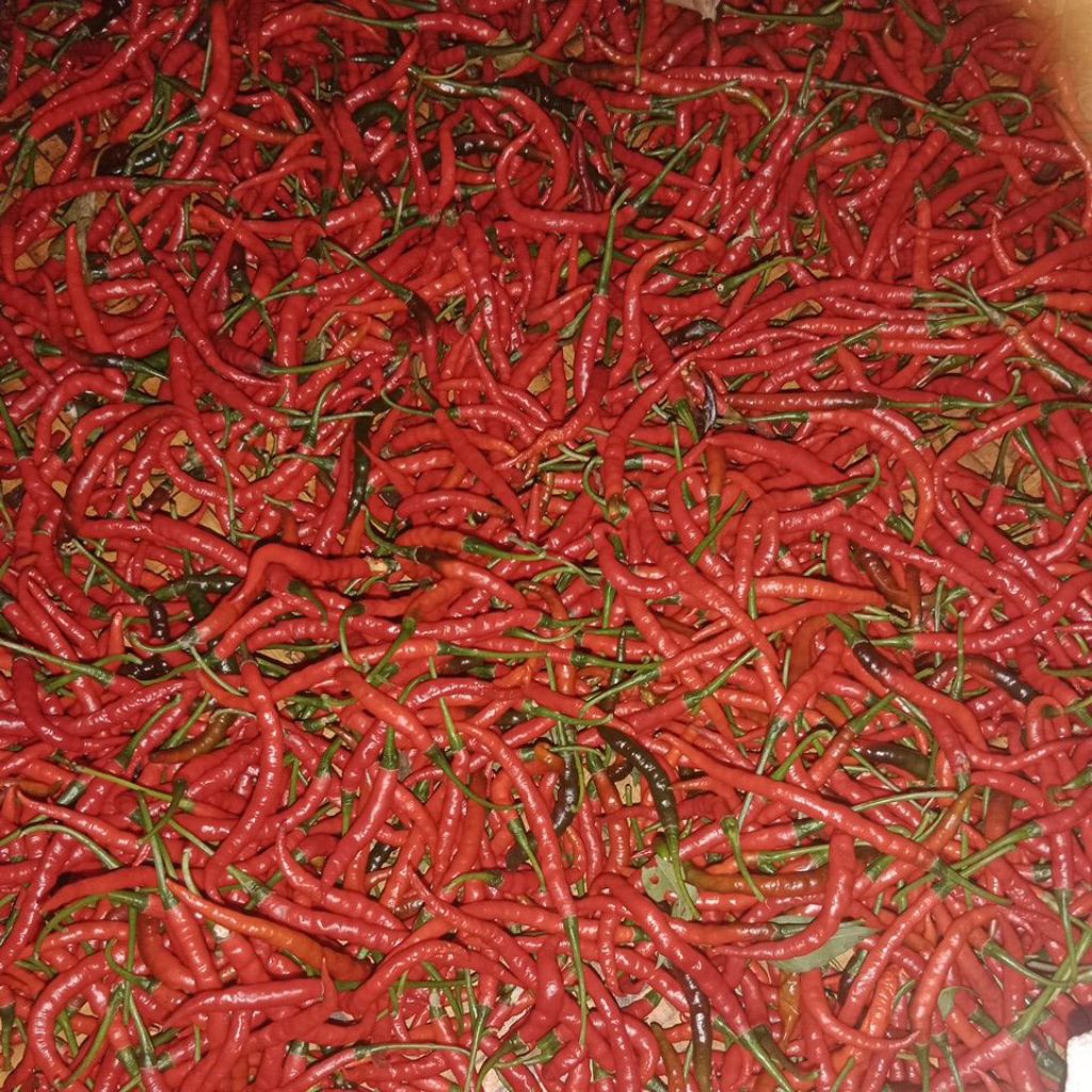 

Cabe Merah Kriting 1kg Fress Petani