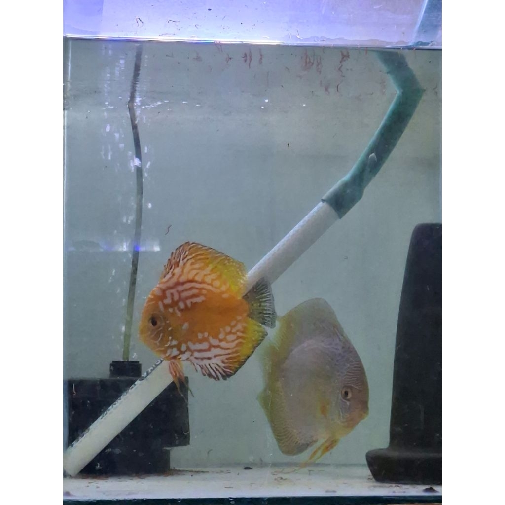 Pair Ikan Discuss Hiasan Akuarium