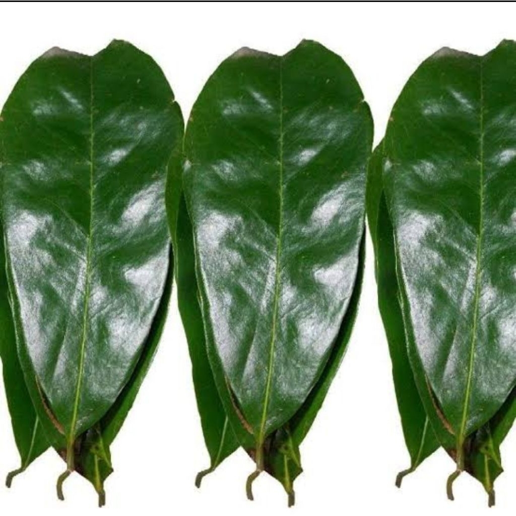 

Daun sirsak fres baru metik 1 lembar