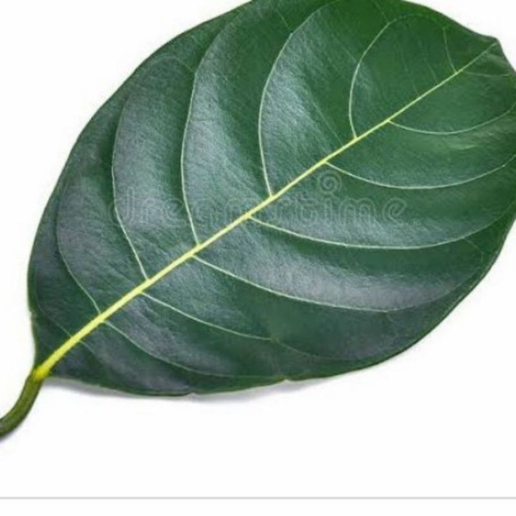 

DAun Nangka Segar Fresh 10 Lembar Helai Langsung Di Petik Dari Pohon