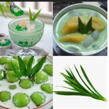 

bibit daun pandan wangi penyedap adonan