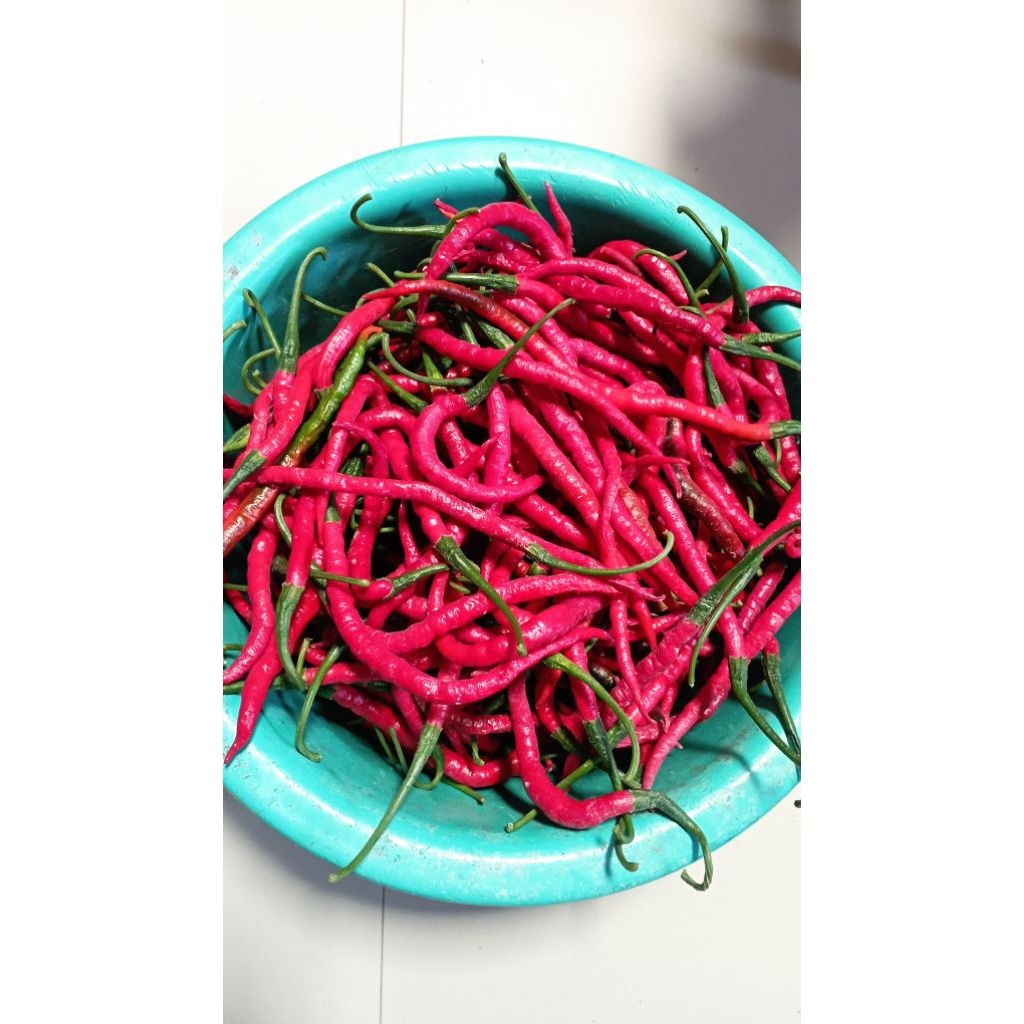 

Cabai Merah Keriting segar fresh dari petani