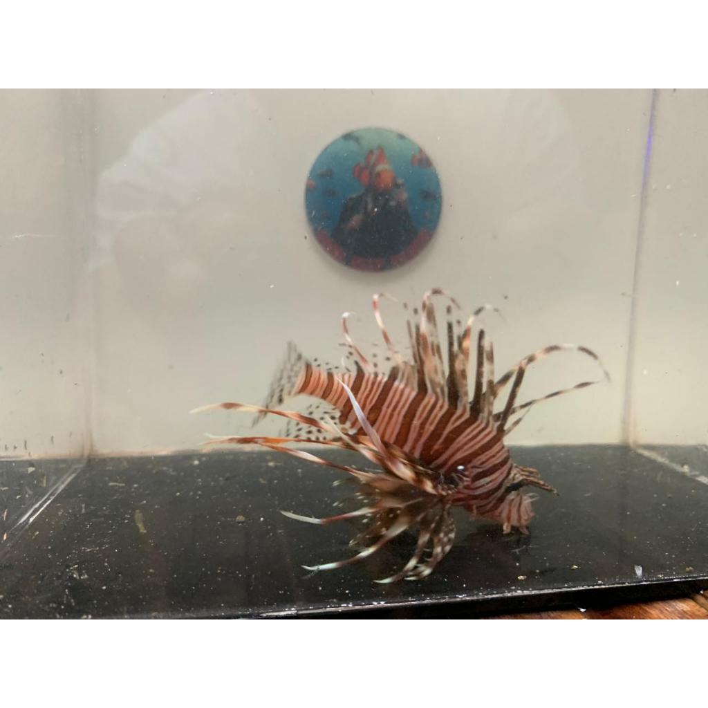 politan lionfish / volitan lionfish