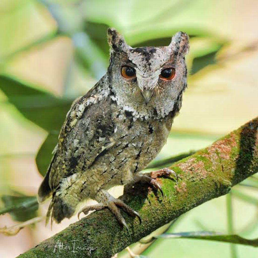 

Telur burung hantu Celepuk Reban untuk ditetaskan