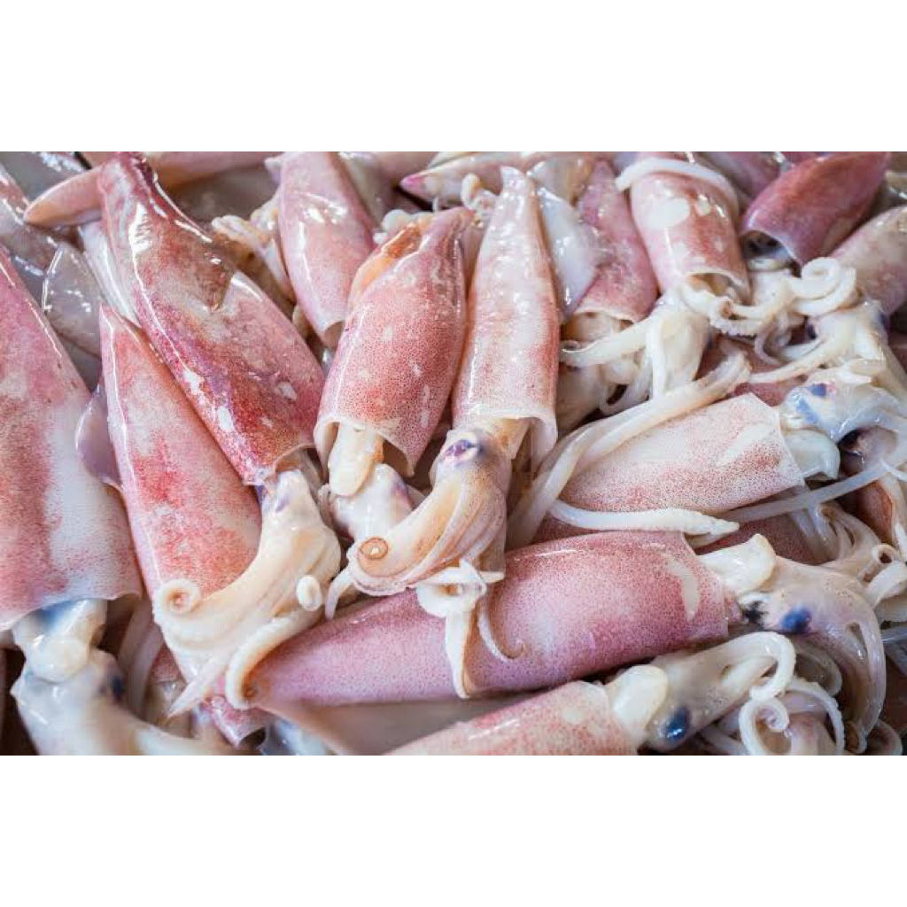 

[ palembang ] Cumi Segar Fresh 500 gram - 36 fresh palembang