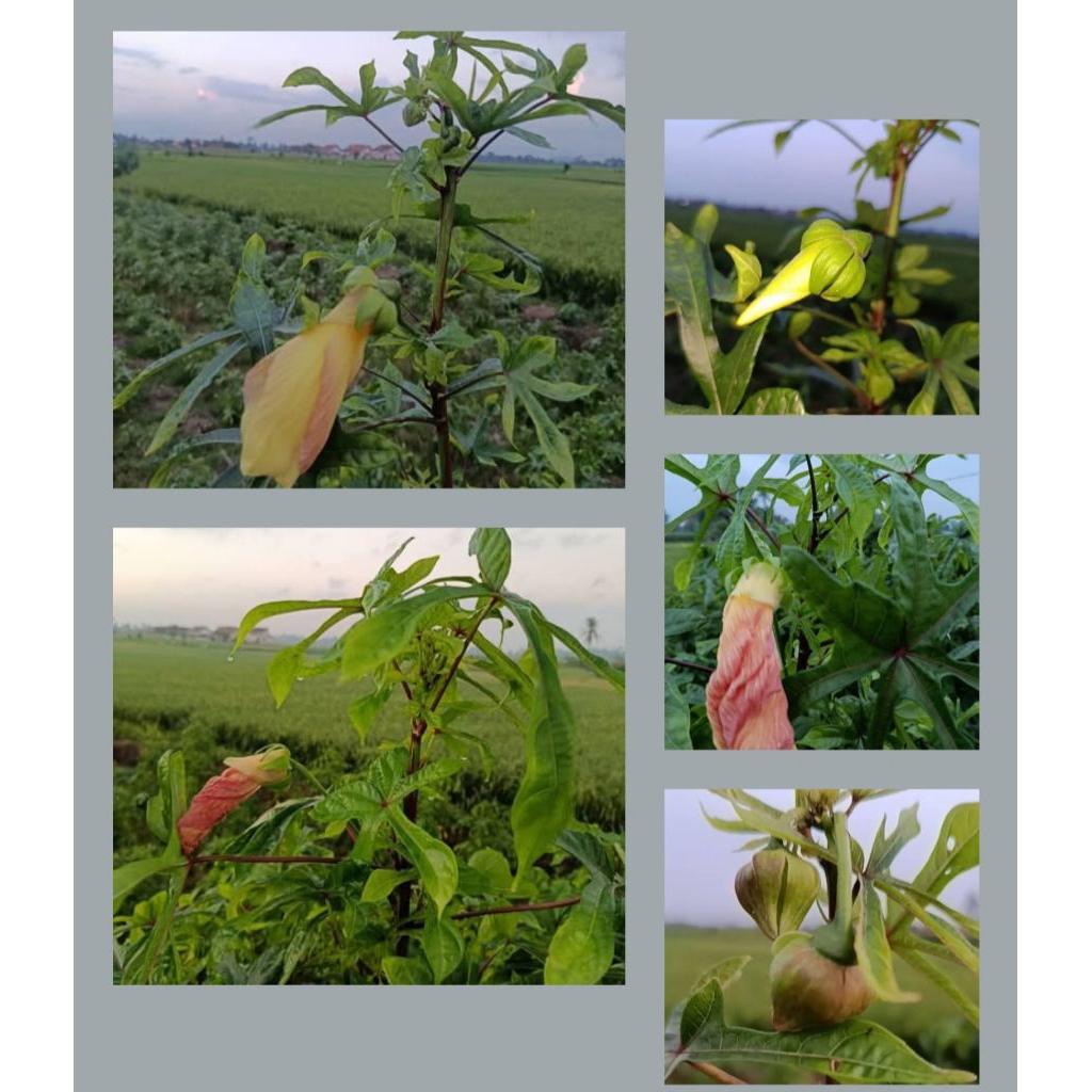 

Singkong Papua Populer di Sumatera Jawa Lampung