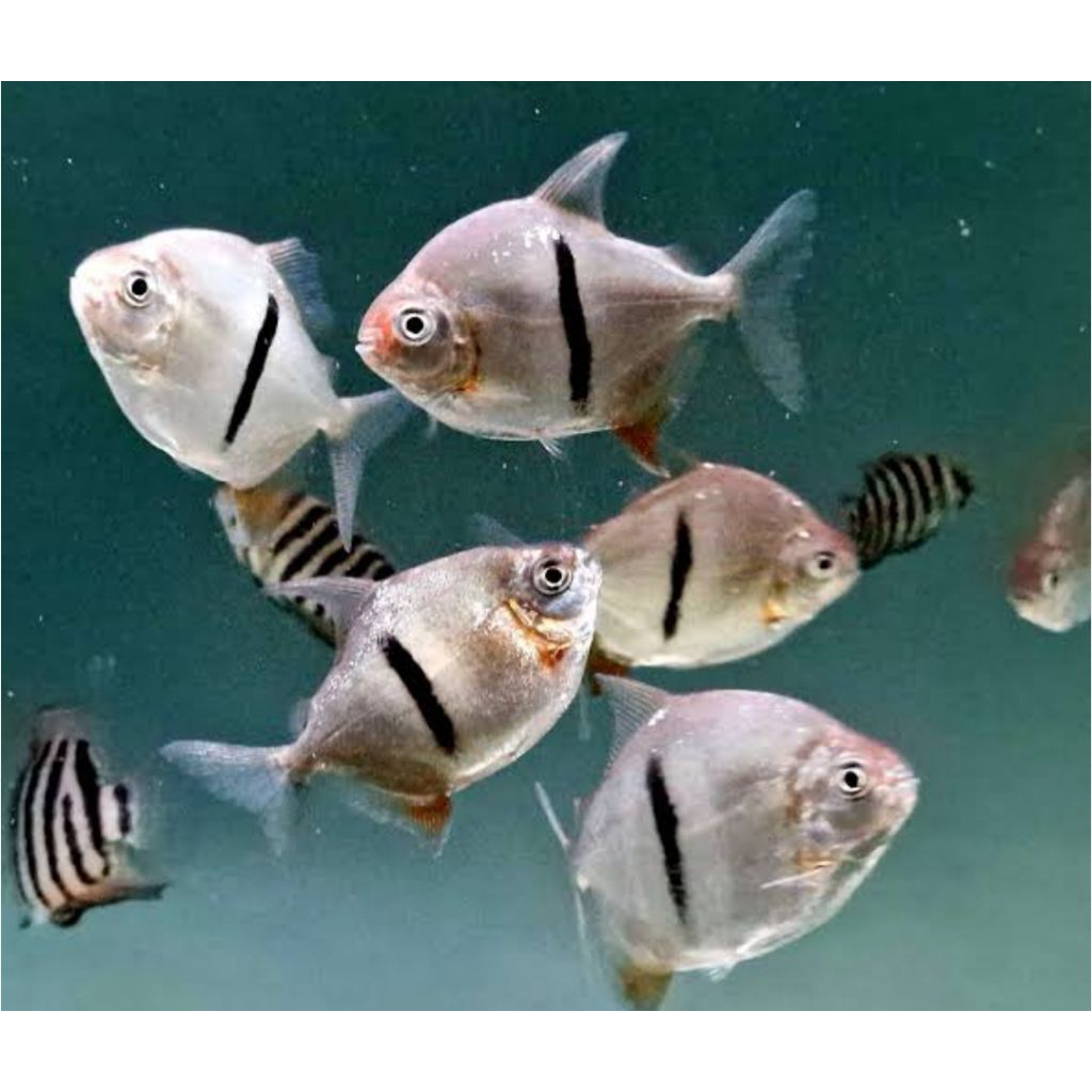 IKAN MYLEUS THINBAR 7-8CM