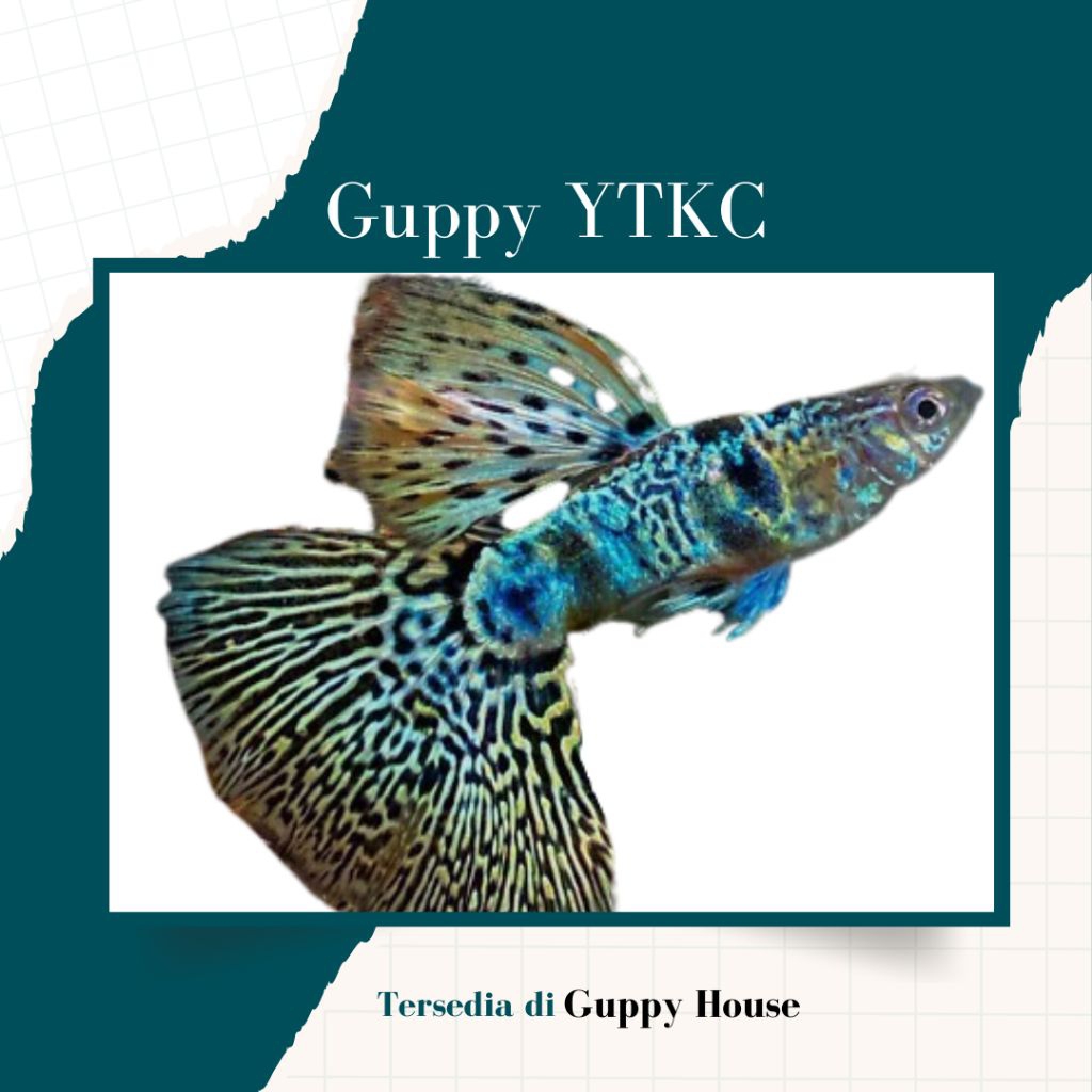 Hiasan Aquarium Paketan 5 Pair Juve Guppy Ytkc