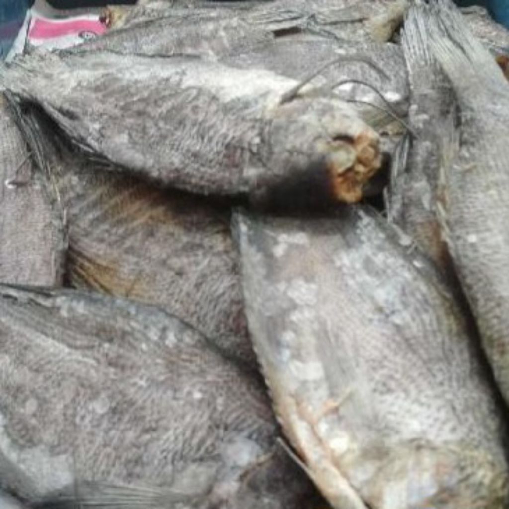 

Ikan Asin SEPAT, Ukuran Sedang isi 3-5 Ekor, Enak Gurih berkualitas BIKIN NAGIH.