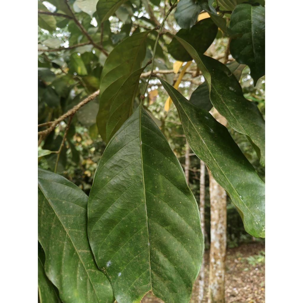 

Daun Dukuh Segar 100 gr | Daun Dukuh Herbal Alami | Daun Dukuh untuk Ramuan Tradisional