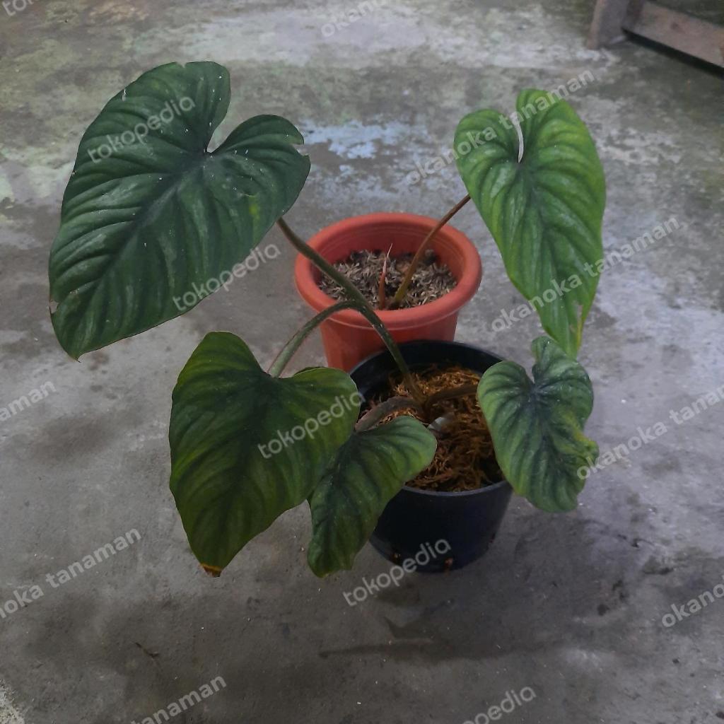Philodendron Plowmanii Black Face Narrow Form