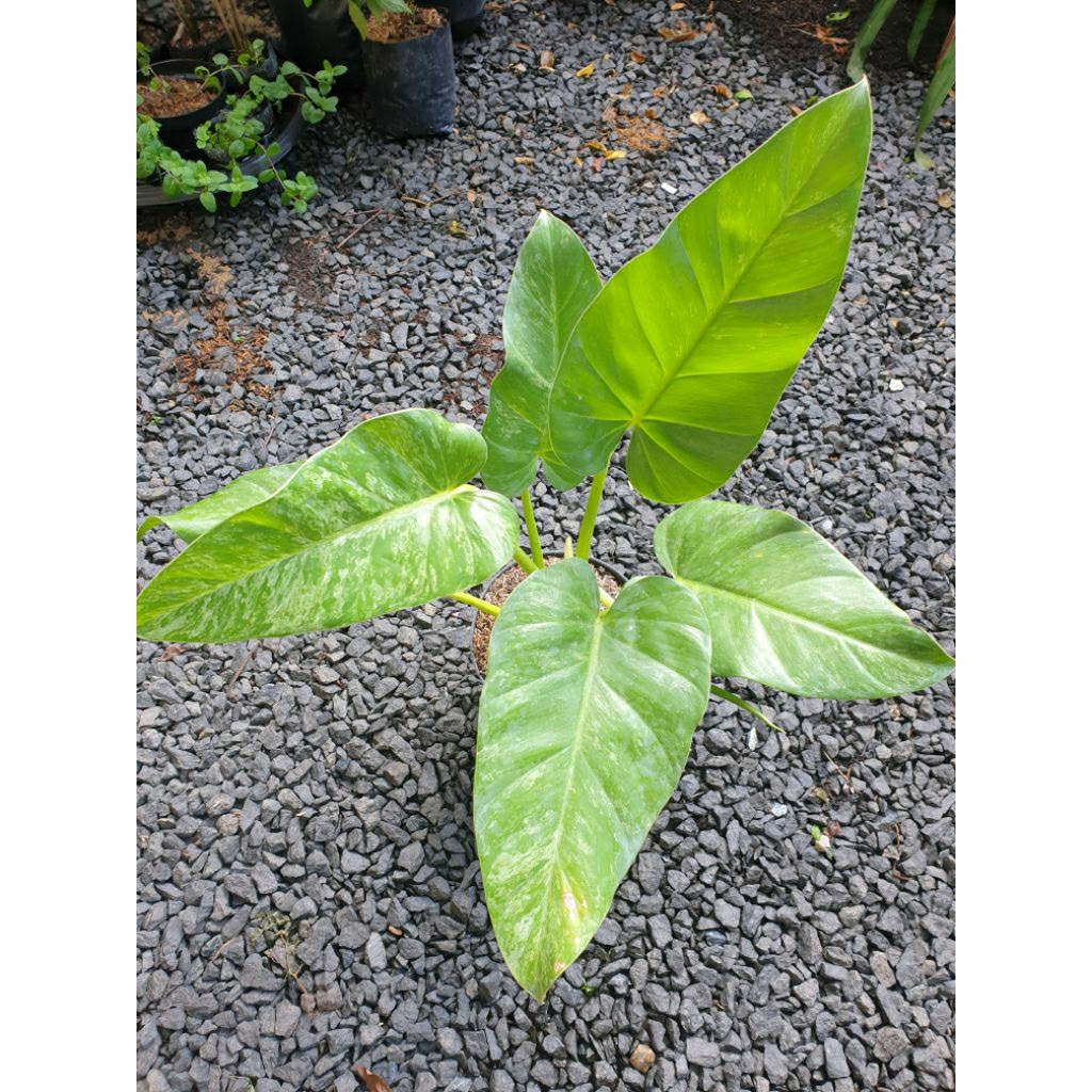 Tanaman Hias Philo Marble Varigata