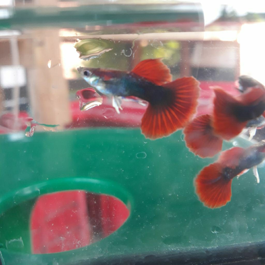 boneka guppy HB Red rosetail