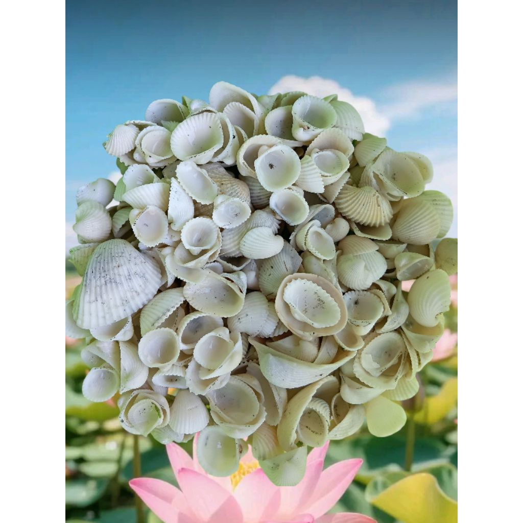 

Cangkang Kerang Putih kemasan 500 Gram - Kulit Kerang Darah Gambar Real sesuai deskripsi