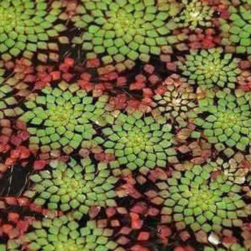 ludwigia sedioides atau ludwigia mozaic