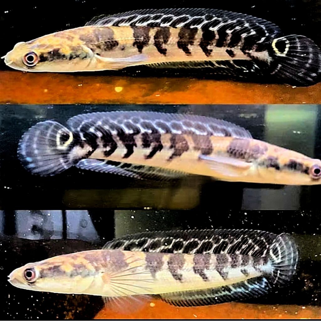 Garansi 100% Maru Ys Bar Simet Single Tank Genbatik