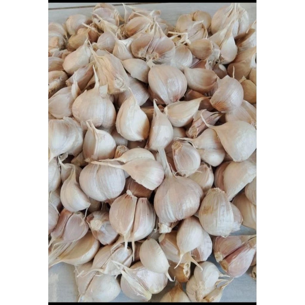 

Bawang putih Kating HEMAT 3 kg bersih