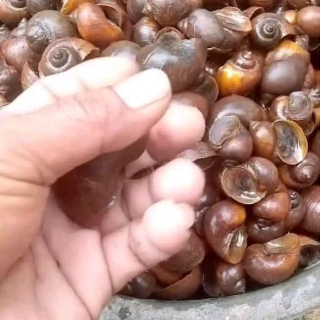 

keong sawah hidup Rp.9998/ 1KG