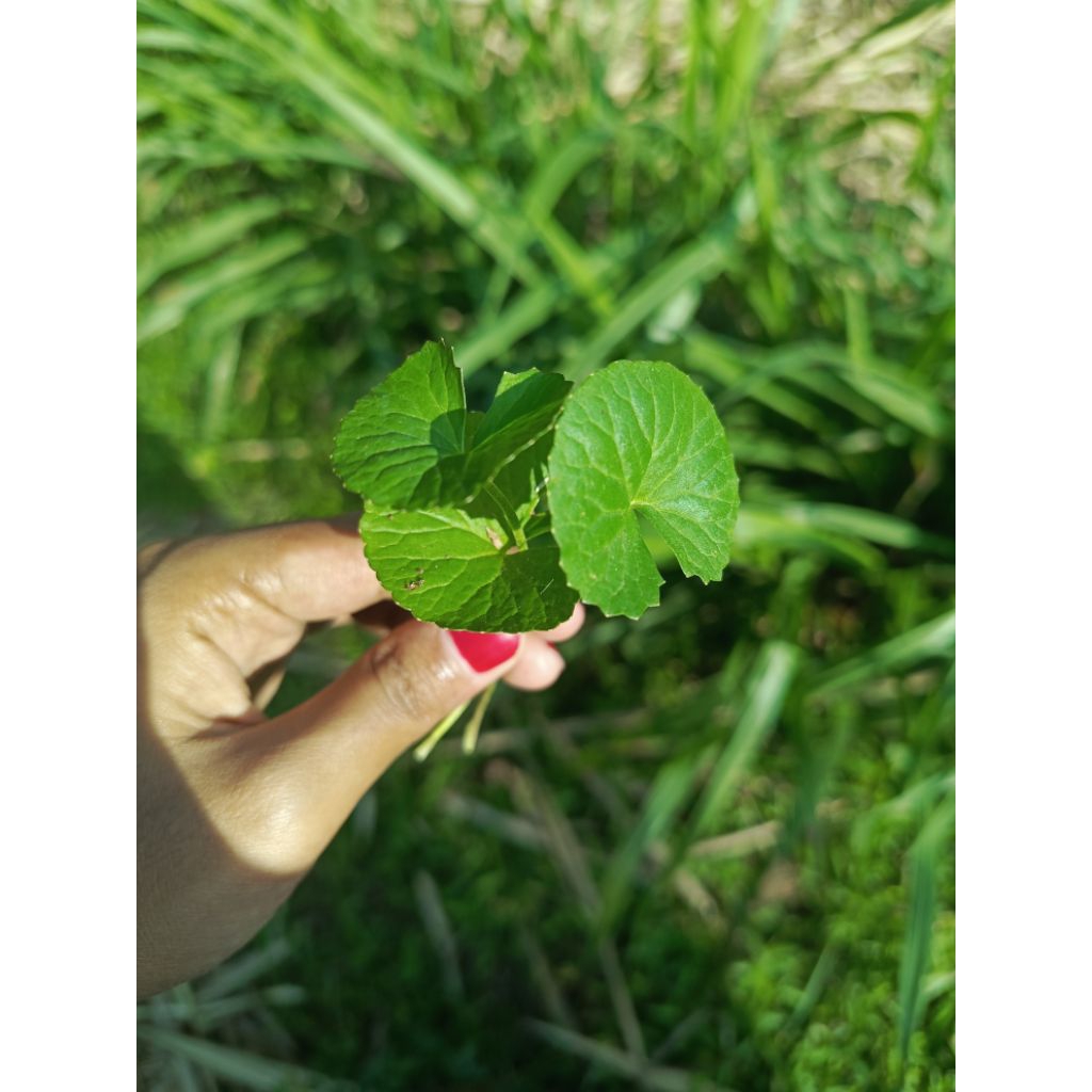 

(petik kirim+kardus)300 gram daun pegagan/Rumput Kuda/Lidah Kodok/Tapak Kuda/Gotu Kola/Daun Kaki Kuda/Antanan/daun herbal alami