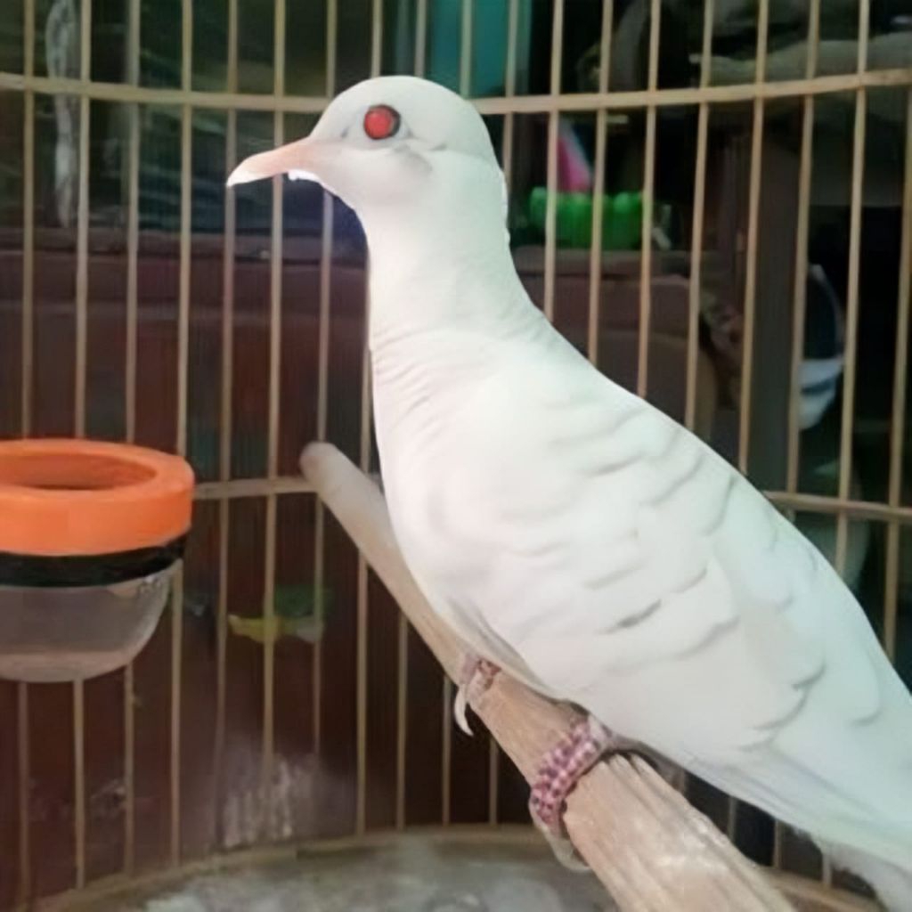 Perkutut putih mata merah lurik (Sudah buny11)