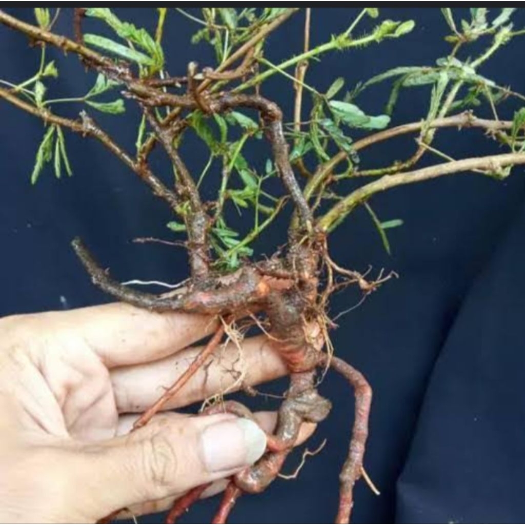 

akar putri malu 100g