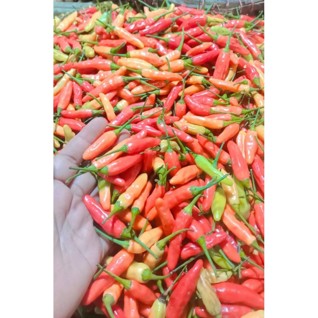 

cabe rawit merah ORI fres 250 gram
