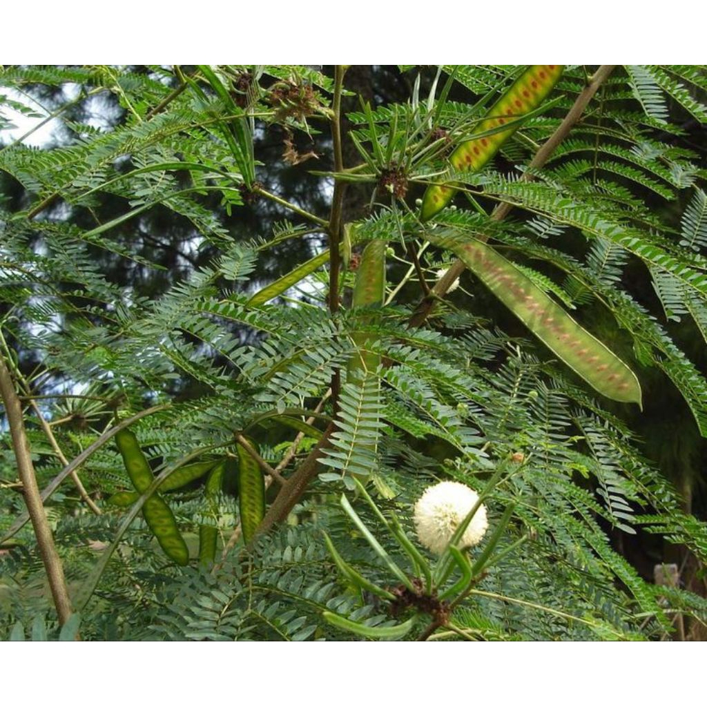 

Daun Petai Cina Hijau | Daun Segar Petai China | Daun Obat Herbal Tradisional