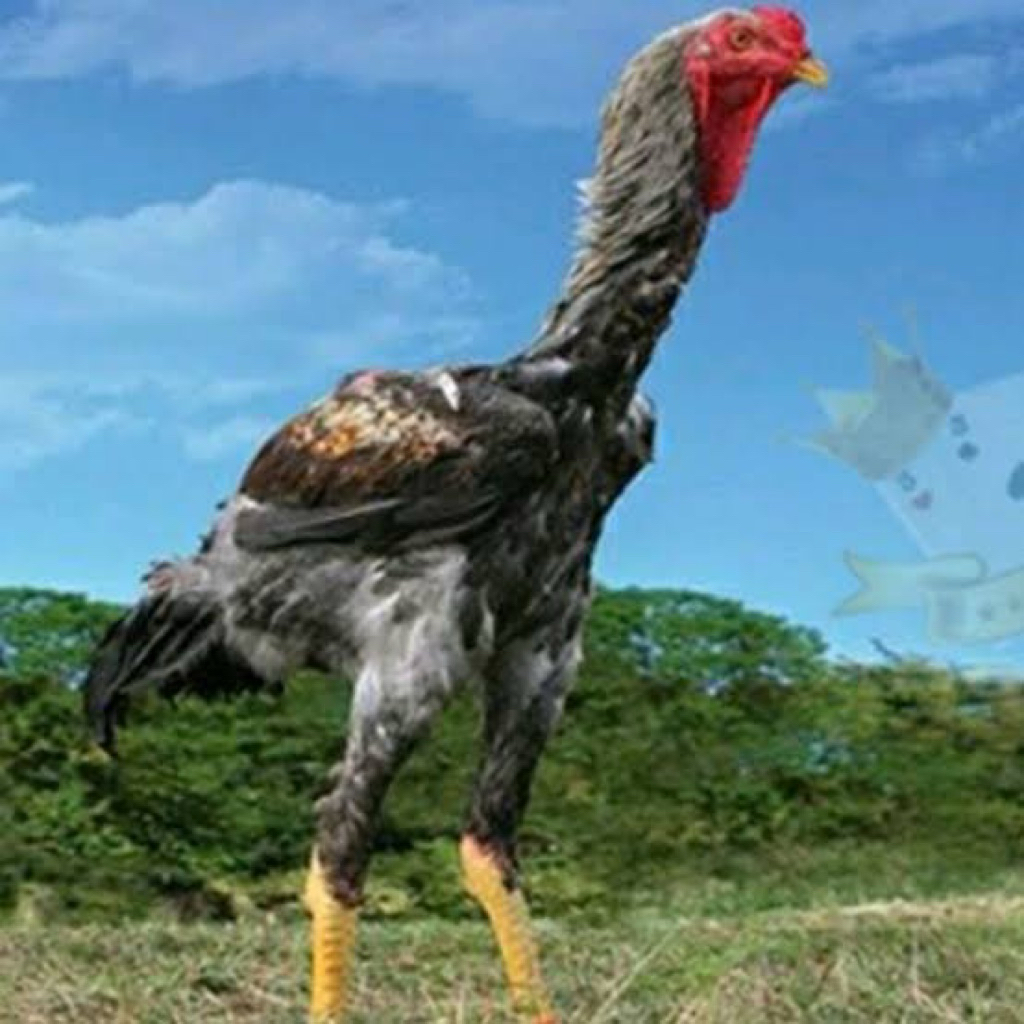 

TELUR TETAS INDIOGIGANTE F1 UNTUK DITETASKAN