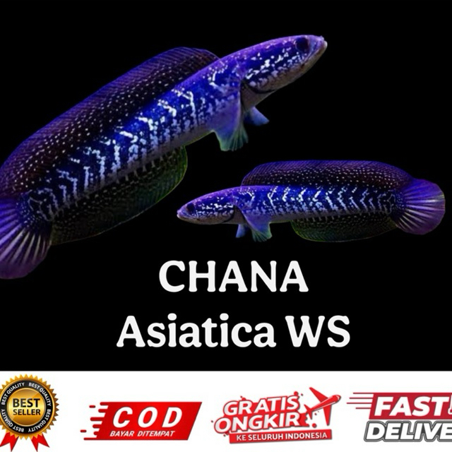 hiasan aquarium chana asiatica ws