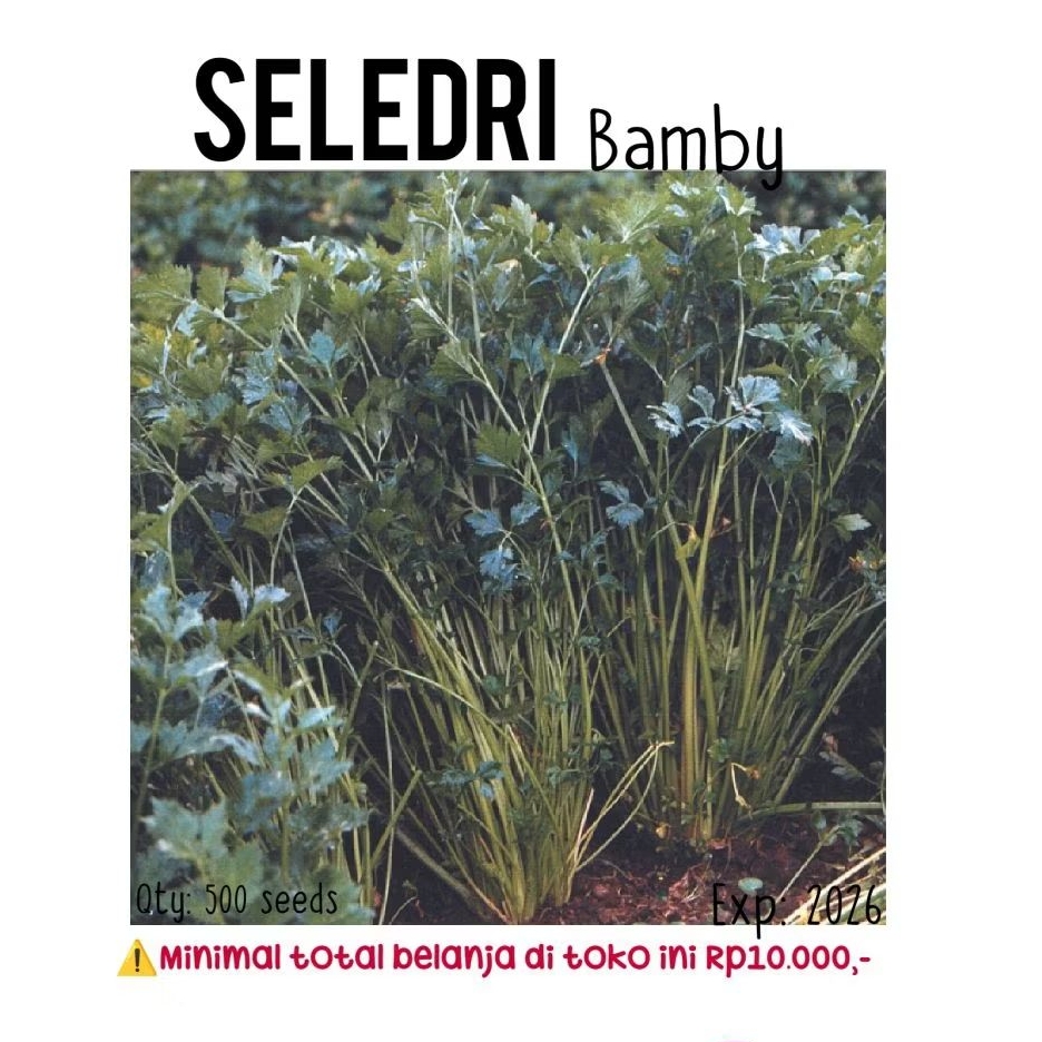 500 biji - Benih seledri Bamby