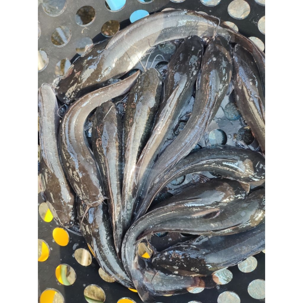 

Lele Segar/Hidup 500 gram (Bisa dibersihkan)