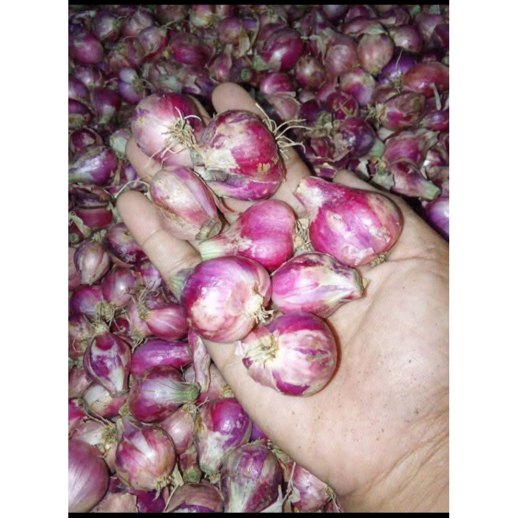 

bawang merah murah tanggung besar kering berkualitas murah segar