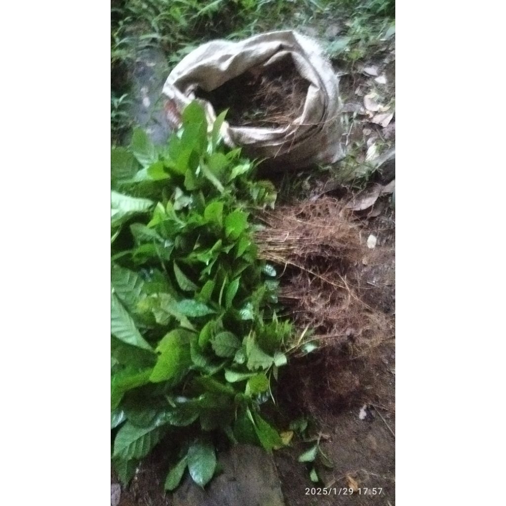 bibit kopi robusta Lampung cabutan/10 pcs