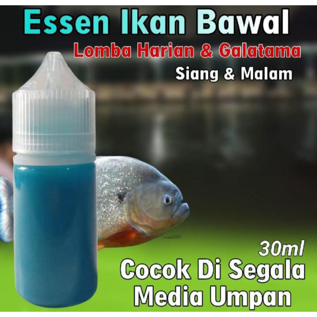 Essen Ikan Bawal Paling Gacor, Essen Ikan Bawal Galatama, Essen Ikan Bawal Harian, Essen Ika Bawal I