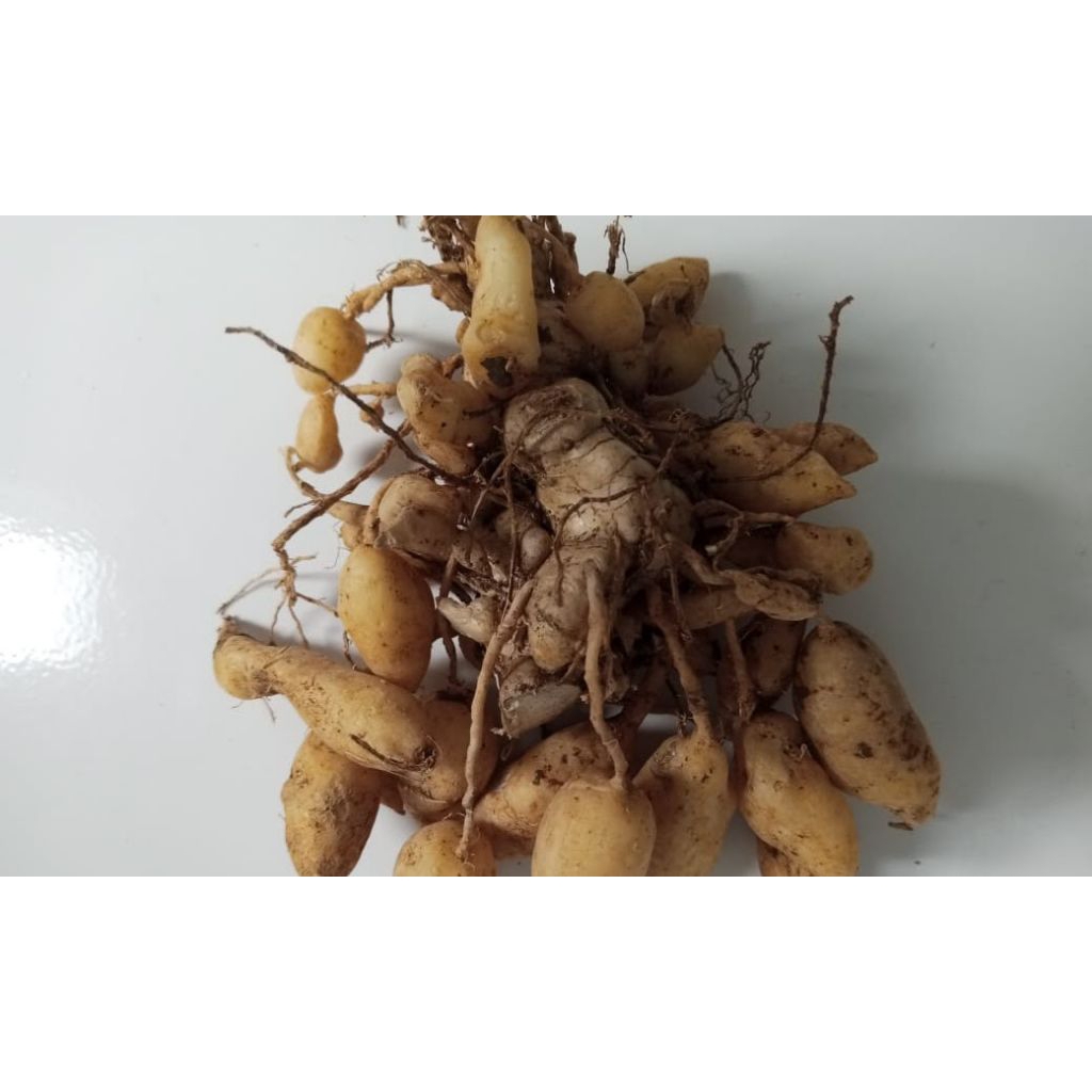 

telur kunyit putih /kunyit putih gomyok 100 gram