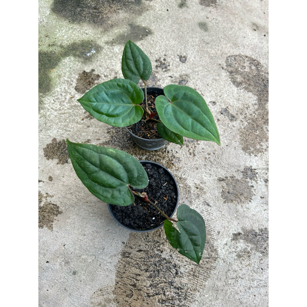 Anthurium Red Vein Dark Phoenix ( RVDP )
