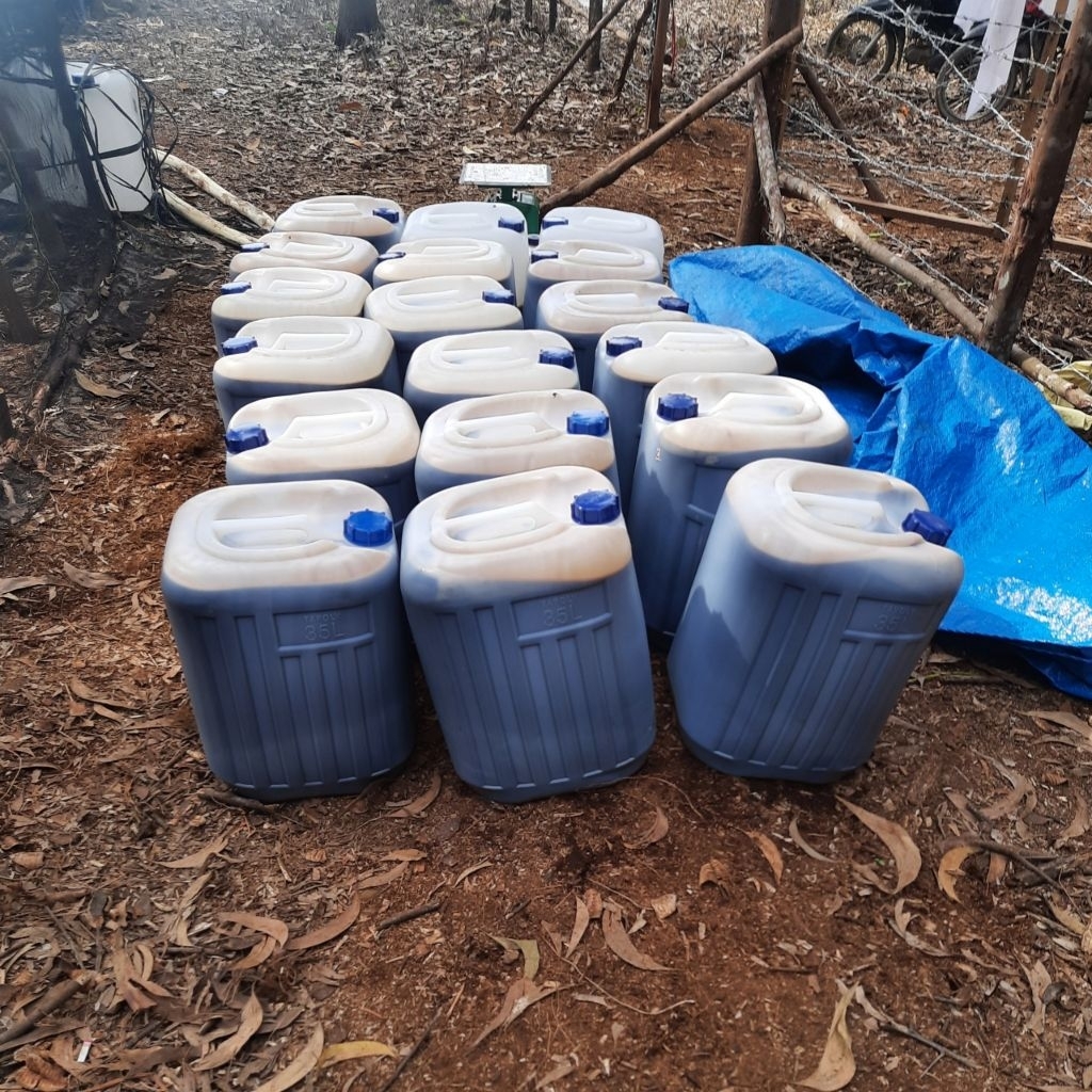 50kg Madu Murni Akasia Carva (Akasia Crassiscarva) Asli dan Murni